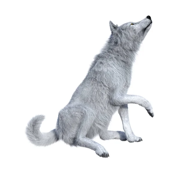 3D renderowania Arctic Wolf na białym — Zdjęcie stockowe