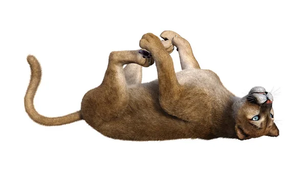 3D Rendering Großkatze Puma auf weiß — Stockfoto