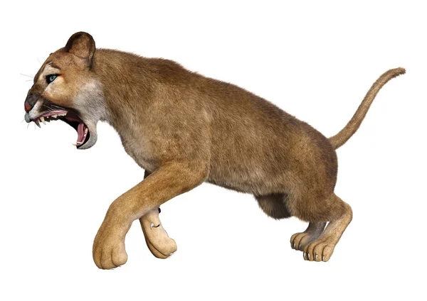 3D rendering stor katt Puma på vit — Stockfoto