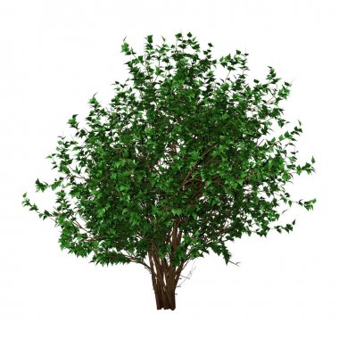 3D render Hibiscus Bush Beyaz