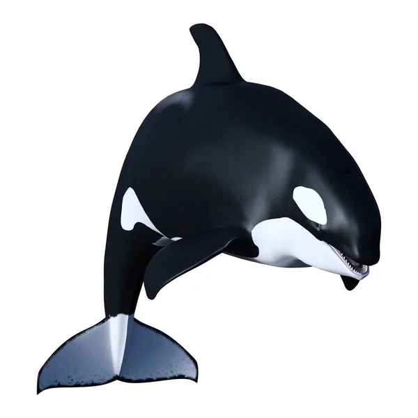 3D Rendering Orca Killerwal Kalb auf weiß — Stockfoto