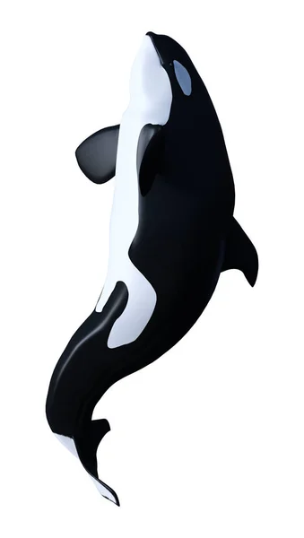 3D Rendering Orca Killer Whale Calf on White — Stock Photo, Image