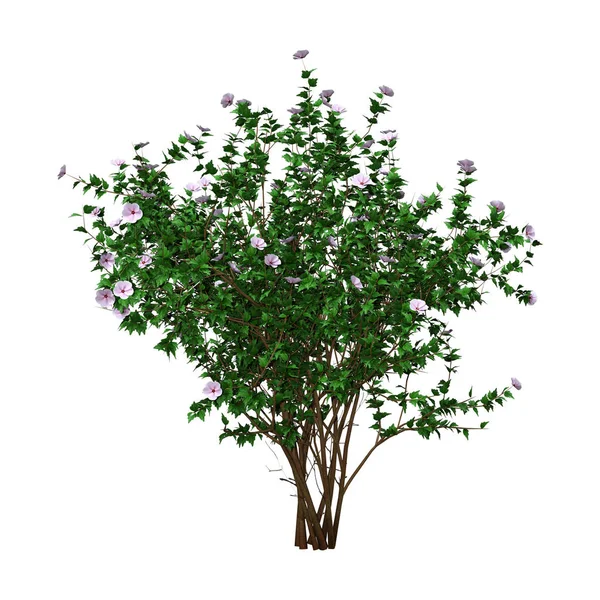 3D rendering Hibiscus buske med blommor på vit — Stockfoto