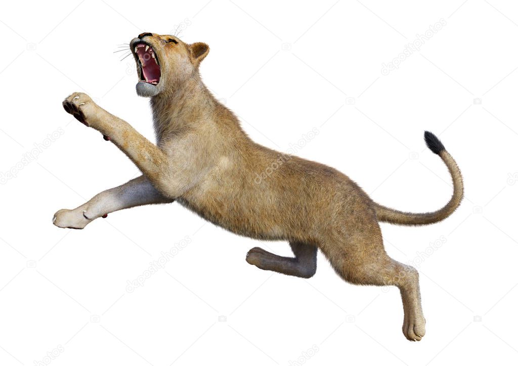 3D Rendering Female Lion on White