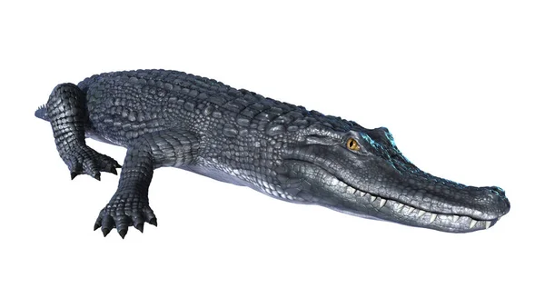 3D rendering Alligator kajman på vit — Stockfoto