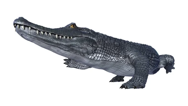 3D rendu alligator caïman sur blanc — Photo