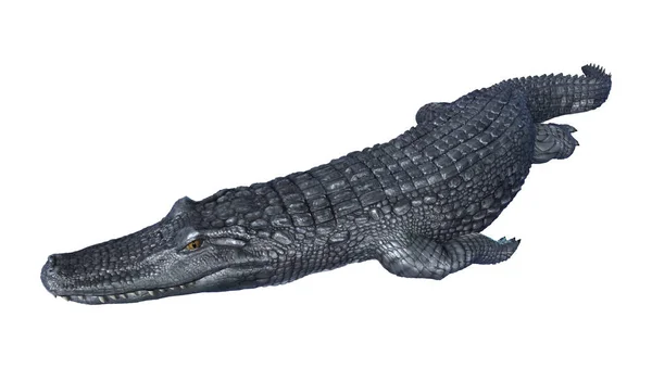 3D renderowania aligator Kajman na białym — Zdjęcie stockowe