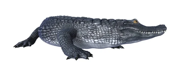 3D rendu alligator caïman sur blanc — Photo