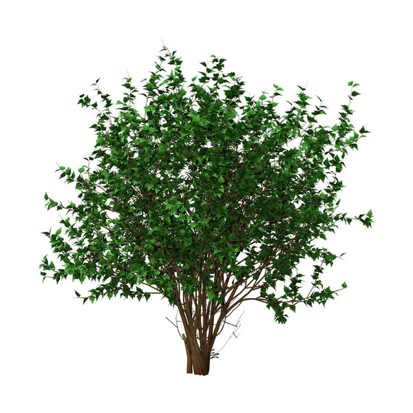 3D render Hibiscus Bush Beyaz