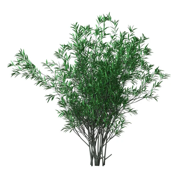 3D rendering Bush Oleander op wit — Stockfoto