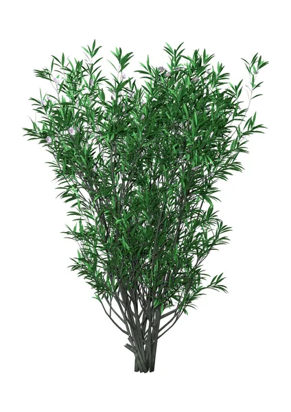 3D renderização Bush Oleander com flores em branco — Fotografia de Stock