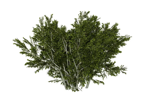 3D Rendering Creosote Bush on White — Stock Photo, Image