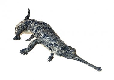 3D render Gharial beyaz
