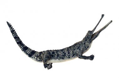 3D render Gharial timsah beyaz