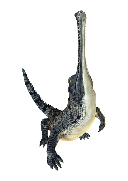 Representación 3D cocodrilo Gharial en blanco — Foto de Stock