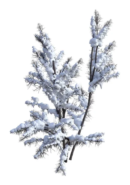 3D rendering Bush onder de sneeuw op wit — Stockfoto