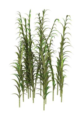3d render bambu ağaçları beyaz topaklanma