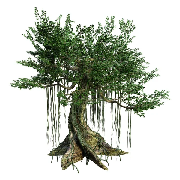 3D renderização árvore Kapok em branco — Fotografia de Stock