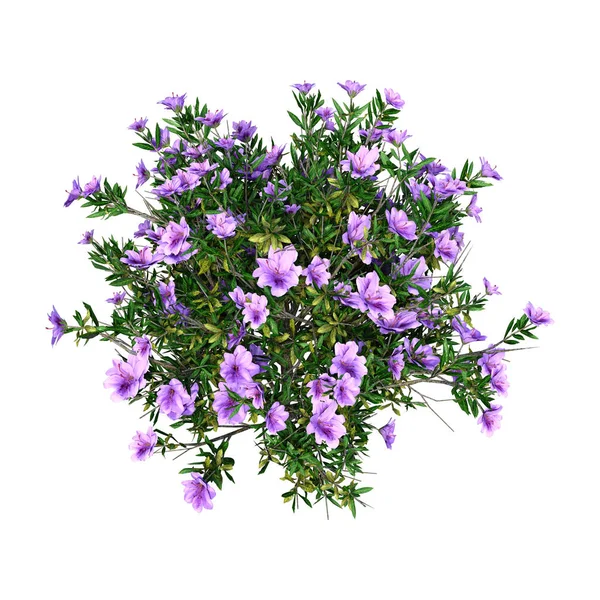 3D Rendering Rhododendron on White — Stock Photo, Image