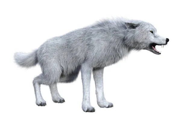 3D renderowania Arctic Wolf na białym — Zdjęcie stockowe