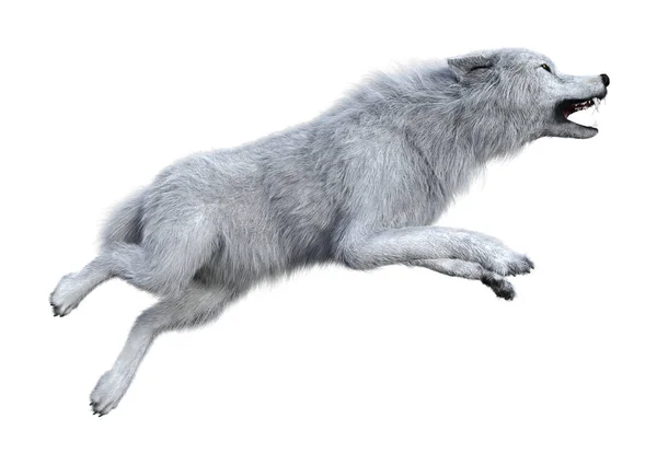 3D Representación del lobo ártico en blanco —  Fotos de Stock