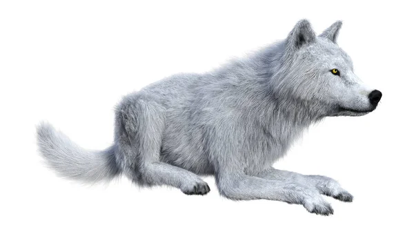 3D Rendering Arctic Wolf บนสีขาว — ภาพถ่ายสต็อก