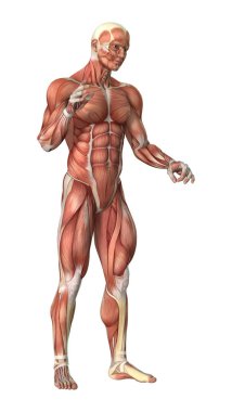 3D render erkek anatomisi şekil üzerinde beyaz