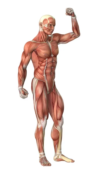 Figure d'anatomie masculine de rendu 3D sur blanc — Photo