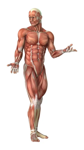 3D rendering manliga anatomin figur på vit — Stockfoto