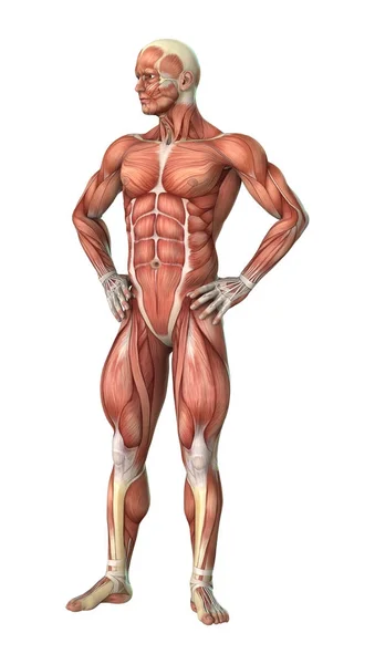 3D Rendering Male Anatomy Figure on White — Stock Photo, Image