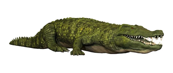 Representación 3D cocodrilo verde en blanco — Foto de Stock