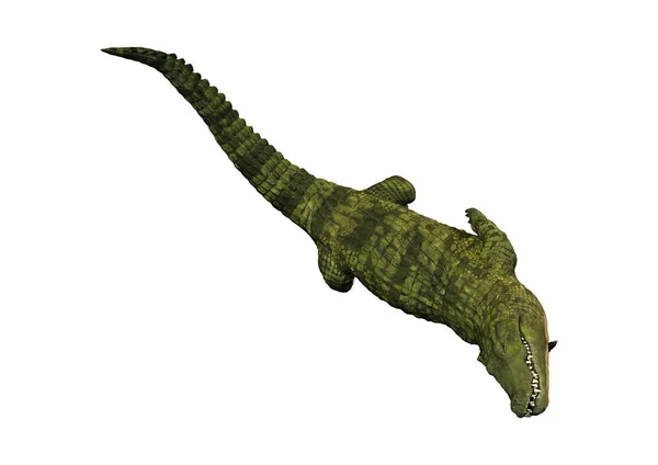 3D Rendering Green Crocodile on White — Stock Photo, Image