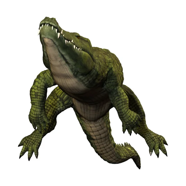 3D rendering grön krokodil på vit — Stockfoto