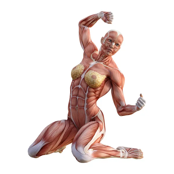 Mapy 3D renderowania mięśni — Zdjęcie stockowe