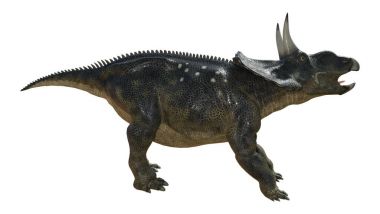 3D render dinozor Diceratops beyaz