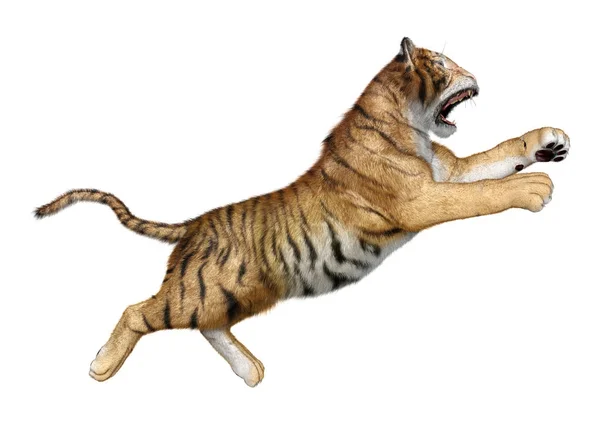 3D renderowania wielki kot Tiger na białym — Zdjęcie stockowe