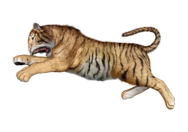 3D rendering Big Cat Tiger op wit — Stockfoto