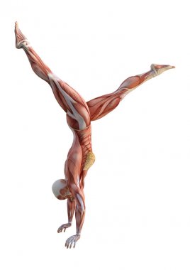 3D render kadın anatomi şekil üzerinde beyaz