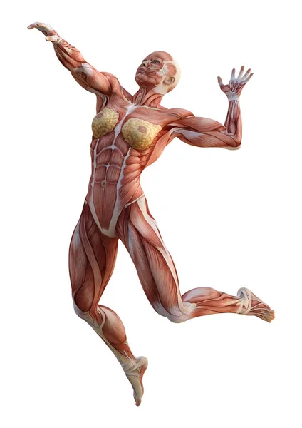 Figura de anatomía femenina de representación 3D en blanco —  Fotos de Stock