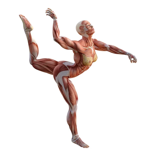 3D rendering vrouwelijke anatomie figuur op wit — Stockfoto