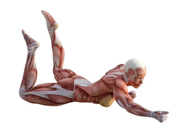 Figura de Anatomia Feminina de Renderização 3D em Branco — Fotografia de Stock