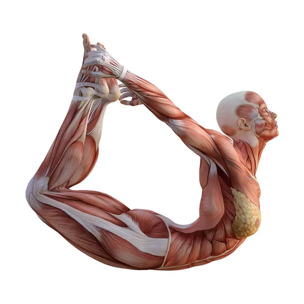 3D Rendering Muscle Maps — Stock Photo, Image