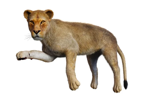 3D Rendering Female Lion on White — Stock Photo, Image