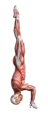 3D render erkek anatomisi şekil üzerinde beyaz