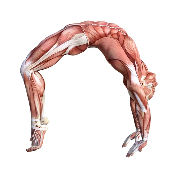 3D Відтворення чоловічої анатомії Фігура на білому — стокове фото