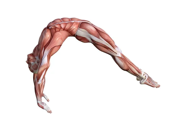3D-рендеринг мужской анатомии фигура на белом — стоковое фото