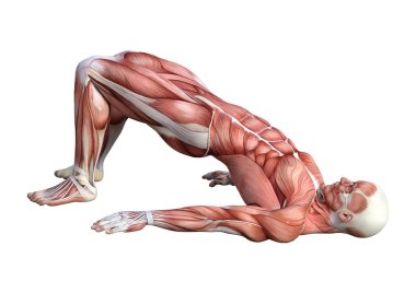 3D render erkek anatomisi şekil üzerinde beyaz