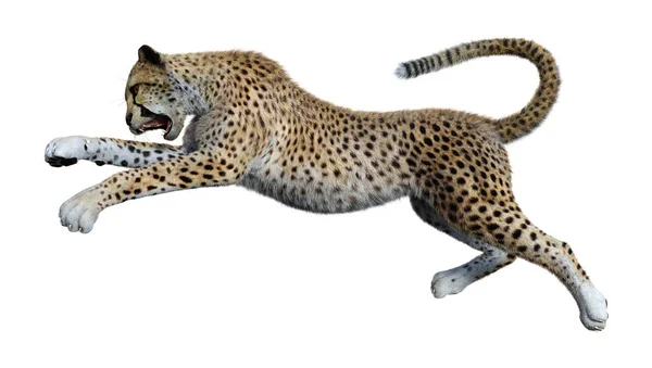 Rendu 3D Big Cat Cheetah sur blanc — Photo