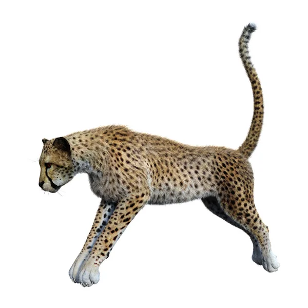 3D rendering Cheetah μεγάλη γάτα σε λευκό — Φωτογραφία Αρχείου