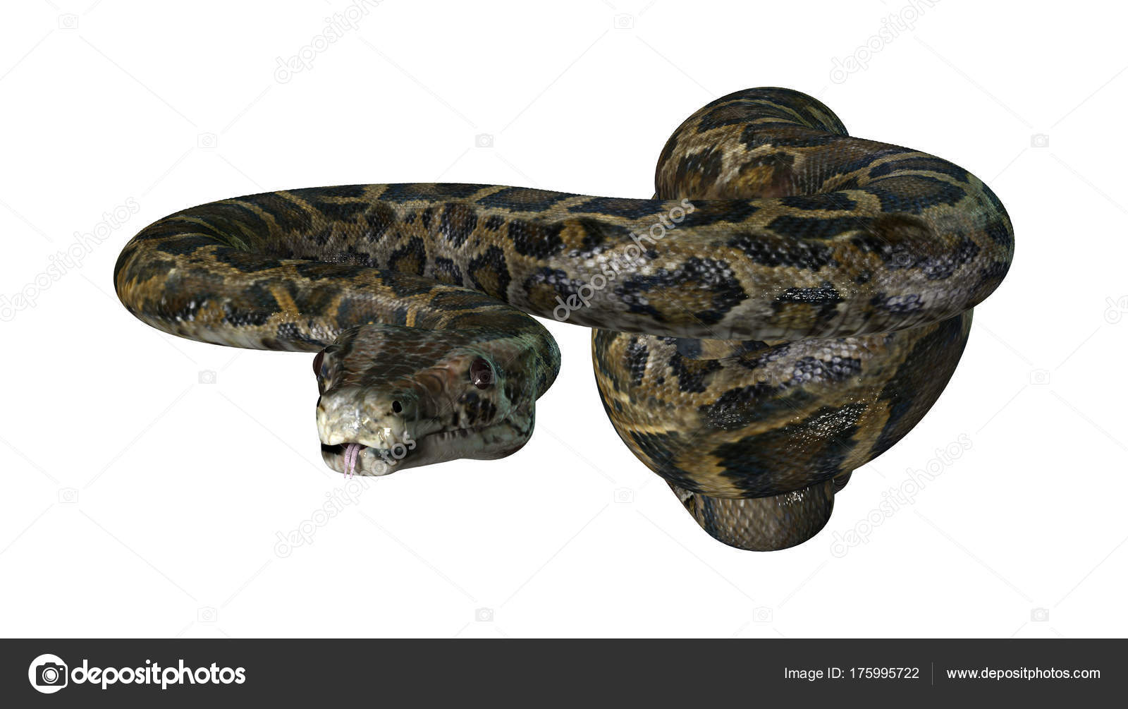 3D Rendering Burmese Python on White Stock Photo by ©PhotosVac 175995722